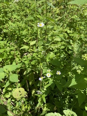 Erigeron strigosus