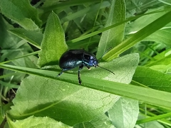 Chrysolinina