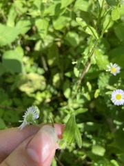 Erigeron strigosus