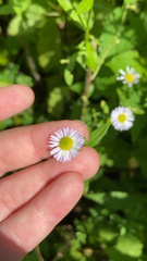 Erigeron strigosus