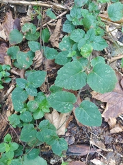 Lamium galeobdolon