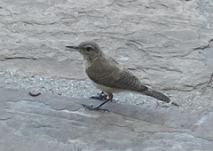 Salpinctes obsoletus