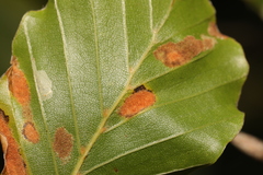 Aceria nervisequa