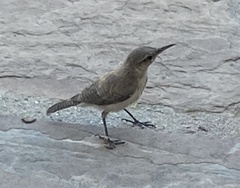 Salpinctes obsoletus