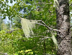 Usnea longissima