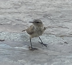 Salpinctes obsoletus