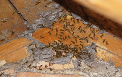 Vespula germanica
