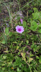Ipomoea pes-caprae