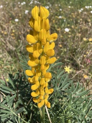 Lupinus luteus