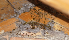 Vespula germanica