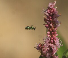 Augochloropsis metallica