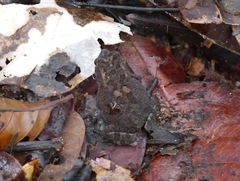 Sclerophrys gracilipes
