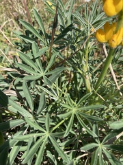 Lupinus luteus