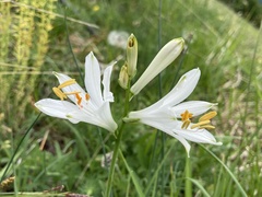 Paradisea liliastrum