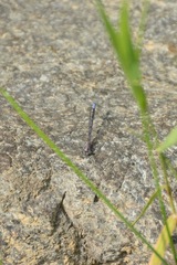 Argia emma