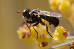 Thecophora