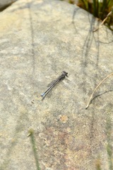Argia emma