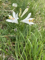 Paradisea liliastrum