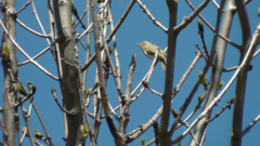 Phylloscopus bonelli