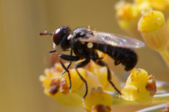 Thecophora