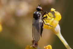 Empididae