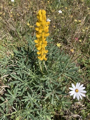 Lupinus luteus