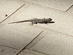 Sceloporus graciosus
