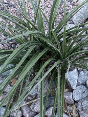 Hesperaloe