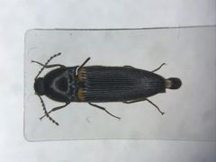 Ampedus protervus