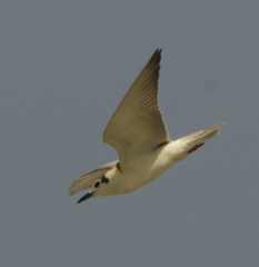 Chlidonias leucopterus