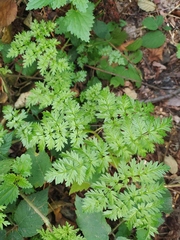 Anthriscus sylvestris