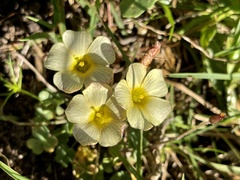 Oxalidaceae