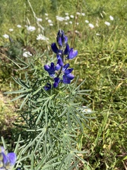 Lupinus angustifolius