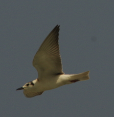 Chlidonias leucopterus