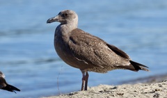Larus glaucescens