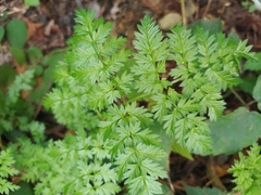 Anthriscus sylvestris