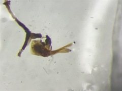 Bryoporus rufescens