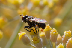 Thecophora