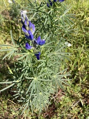 Lupinus angustifolius