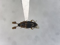 Phymaphora pulchella