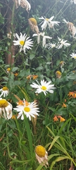 Leucanthemum vulgare