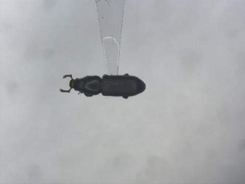 Rhyncolus macrops