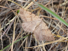 Selidosema brunnearia