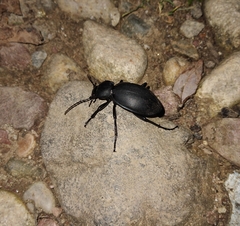 Carabus coriaceus