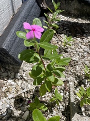 Catharanthus roseus