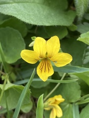 Viola biflora