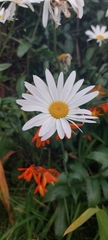 Leucanthemum vulgare