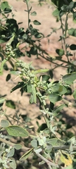 Chenopodium berlandieri
