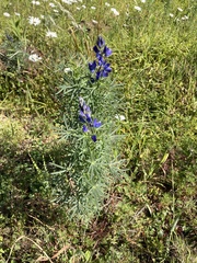 Lupinus angustifolius