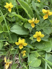 Viola biflora